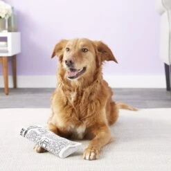 Pet Qwerks Krinkle & Squeak Newspaper Stuffing-Free Plush Dog Toy 6 Pet Qwerks Krinkle & Squeak Newspaper Stuffing-Free Plush Dog Toy -Dog Supply Store 102271 PT2. AC SS1800 V1589901429