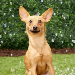 Pet Qwerks Incredibubbles For Dogs 10 Pet Qwerks Incredibubbles For Dogs -Dog Supply Store 102318 PT2. AC SS1800 V1589901504