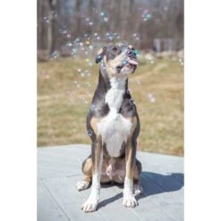 Pet Qwerks Incredibubbles For Dogs 11 Pet Qwerks Incredibubbles For Dogs -Dog Supply Store 102318 PT3. AC SS1800 V1589901514