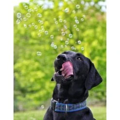 Pet Qwerks Incredibubbles For Dogs 12 Pet Qwerks Incredibubbles For Dogs -Dog Supply Store 102318 PT4. AC SS1800 V1589901520