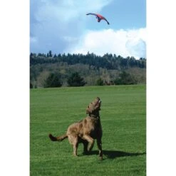 Chuckit! Flying Squirrel Dog Toy, Color Varies & Chuckit! Paraflight Dog Toy -Dog Supply Store 1030630 PT3. AC SS1800 V1702598535