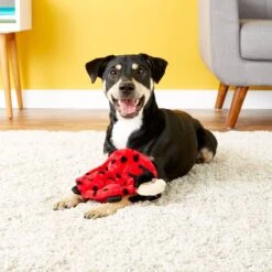 ZippyPaws Squeakie Crawler Betsey The Ladybug Dog Toy -Dog Supply Store 104056 PT7. AC SS1800 V1530190595