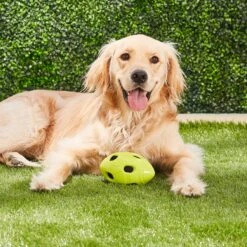 Nerf Dog Crunchable Football Dog Toy -Dog Supply Store 106662 PT3. AC SS1800 V1531554433