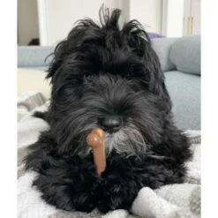 Nylabone Flavor Frenzy Power Chew Triple Pack Chili Cheese Dog -Dog Supply Store 110396 PT2. AC SS1800 V1629855482