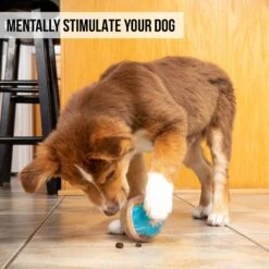 Pet Zone IQ Treat Dispenser Ball Dog Toy 12 Pet Zone IQ Treat Dispenser Ball Dog Toy -Dog Supply Store 115632 Pt5. AC SS1800 V1583771892