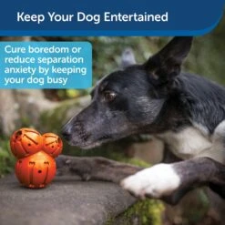 PetSafe Busy Buddy Barnacle Treat Dispenser Dog Toy -Dog Supply Store 121351 PT3. AC SS1800 V1599830771