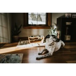 Pawfect Pets Premium Non-Skid Elevated Dog & Cat Bowl 14 Pawfect Pets Premium Non-Skid Elevated Dog & Cat Bowl -Dog Supply Store 127480 PT5. AC SS1800 V1627617104