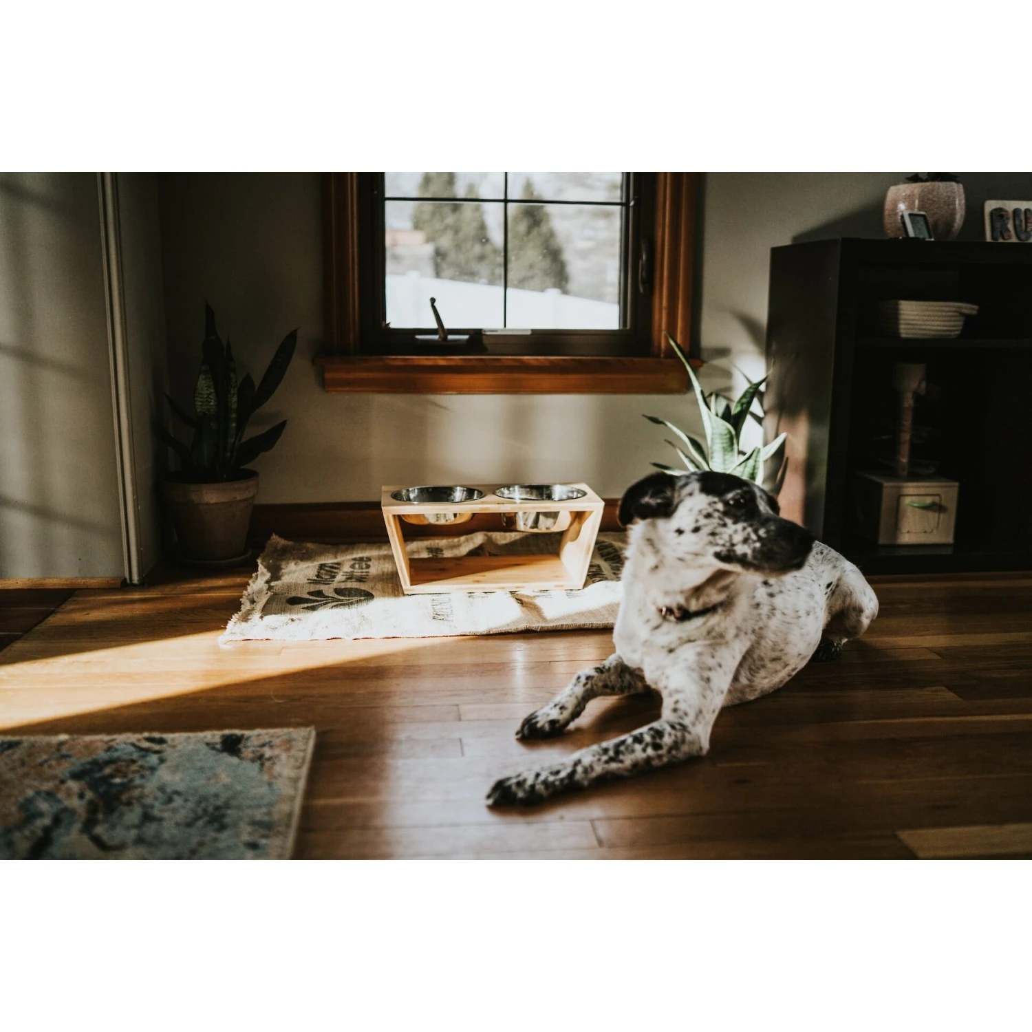 Pawfect Pets Premium Non-Skid Elevated Dog & Cat Bowl 6 Pawfect Pets Premium Non-Skid Elevated Dog & Cat Bowl - Image 6