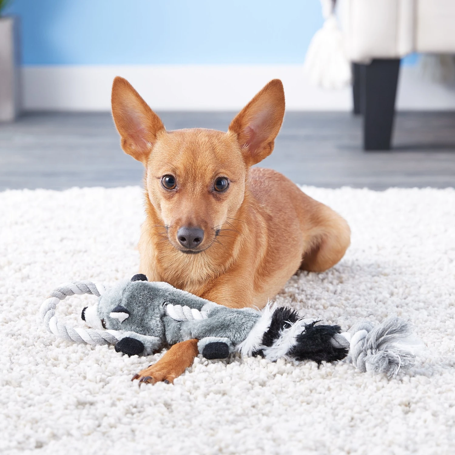 Ethical Pet Mini Skinneeez Tugs Raccoon Stuffing-Free Squeaky Plush Dog Toy 4 Ethical Pet Mini Skinneeez Tugs Raccoon Stuffing-Free Squeaky Plush Dog Toy - Image 4