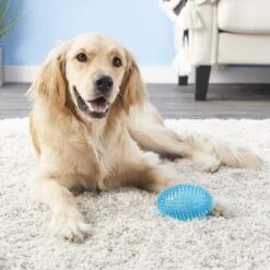 Gnawsome Squeaker Football Dog Toy, Color Varies -Dog Supply Store 129747 PT2. AC SS1800 V1534452891