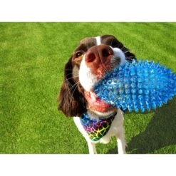 Gnawsome Squeaker Football Dog Toy, Color Varies -Dog Supply Store 129747 PT5. AC SS1800 V1534452897