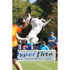 Hyperflite Jawz Disc 14 Hyperflite Jawz Disc -Dog Supply Store 140803 PT6. AC SS1800 V1523642994