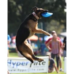 Hyperflite Jawz Disc 15 Hyperflite Jawz Disc -Dog Supply Store 140803 PT7. AC SS1800 V1523643106