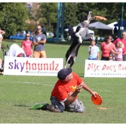 Hyperflite Jawz X-Comp Disc, Orange -Dog Supply Store 140811 PT3. AC SS1800 V1518451942