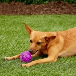 Gnawsome Squeak & Light LED Basketball Dog Toy, Color Varies 14 Gnawsome Squeak & Light LED Basketball Dog Toy, Color Varies -Dog Supply Store 142298 PT6. AC SS1800 V1545251674