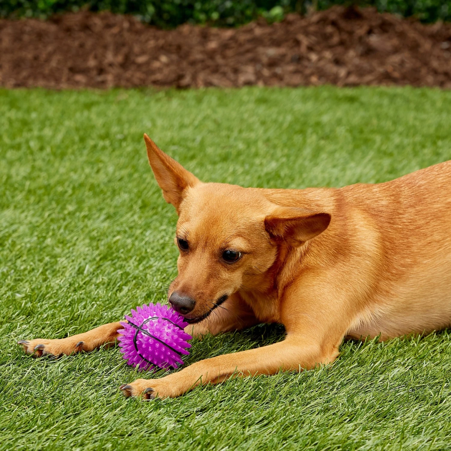 Gnawsome Squeak & Light LED Basketball Dog Toy, Color Varies 7 Gnawsome Squeak & Light LED Basketball Dog Toy, Color Varies - Image 7