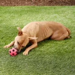 Gnawsome Squeak & Light LED Soccer Ball Dog Toy, Color Varies -Dog Supply Store 142305 PT2. AC SS1800 V1545251542