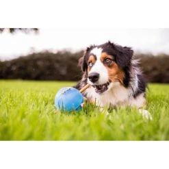 Planet Dog Orbee-Tuff Guru Treat Dispensing Dog Chew Toy -Dog Supply Store 143948 PT6. AC SS1800 V1646776329