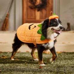 Frisco Pumpkin Dog & Cat Costume 16 Frisco Pumpkin Dog & Cat Costume -Dog Supply Store 144446 PT7. AC SS1800 V1567180408