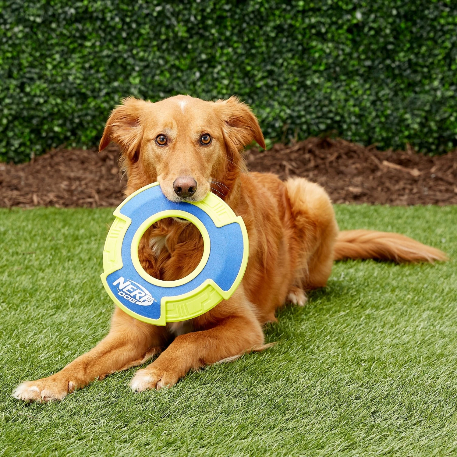 Nerf Dog Nylon & Foam Mega Tuff Fabric Flyer Dog Toy 3 Nerf Dog Nylon & Foam Mega Tuff Fabric Flyer Dog Toy - Image 3