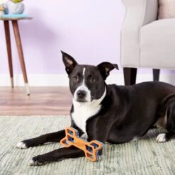 Nerf Dog EXO Treat Dispensing Bone Dog Toy -Dog Supply Store 148525 PT6. AC SS1800 V1531938429