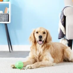 Ethical Pet Dura Brite Treat Dispenser Ball Dog Toy, Color Varies -Dog Supply Store 154205 PT2. AC SS1800 V1554127554