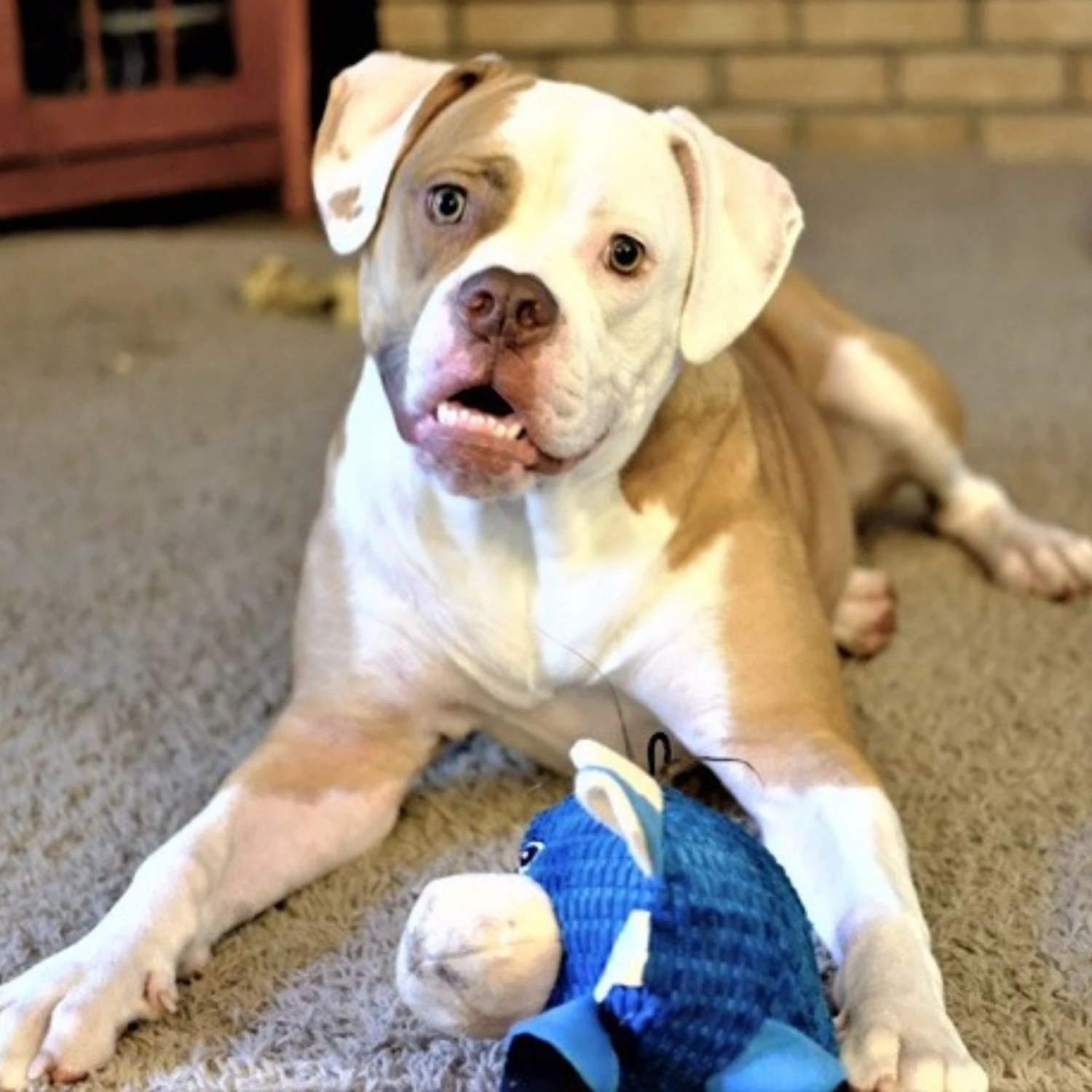 Snuggle Puppy Tender Tuffs Round Blue Cow Plush Squeaky Dog Toy, Blue 5 Snuggle Puppy Tender Tuffs Round Blue Cow Plush Squeaky Dog Toy, Blue - Image 5