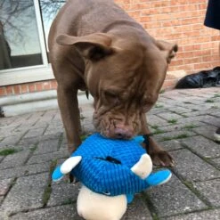 Snuggle Puppy Tender Tuffs Round Blue Cow Plush Squeaky Dog Toy, Blue 11 Snuggle Puppy Tender Tuffs Round Blue Cow Plush Squeaky Dog Toy, Blue -Dog Supply Store 155739 PT5. AC SS1800 V1628908403