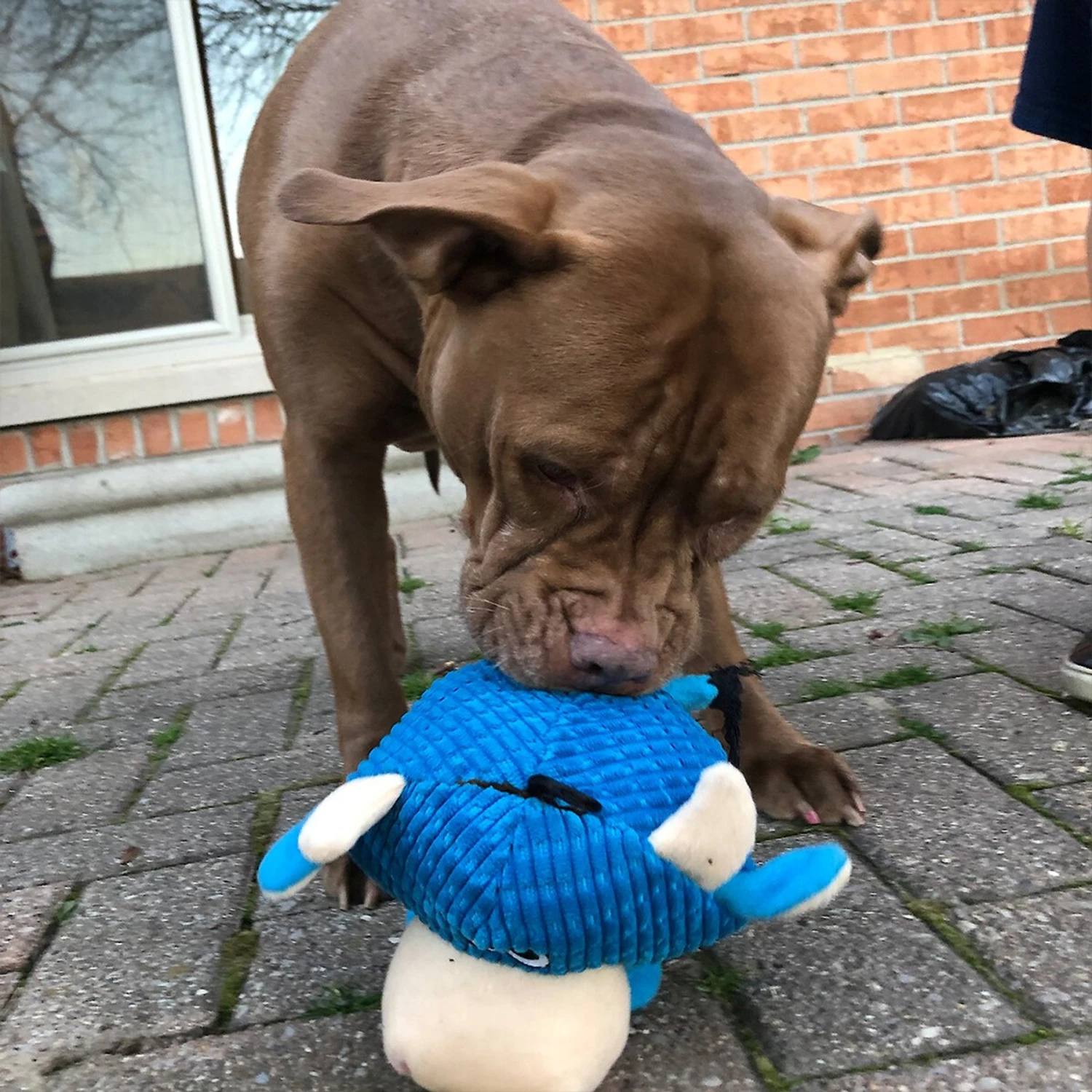 Snuggle Puppy Tender Tuffs Round Blue Cow Plush Squeaky Dog Toy, Blue 6 Snuggle Puppy Tender Tuffs Round Blue Cow Plush Squeaky Dog Toy, Blue - Image 6