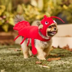 Frisco Red Lobster Dog & Cat Costume -Dog Supply Store 158723 PT6. AC SS1800 V1659023888