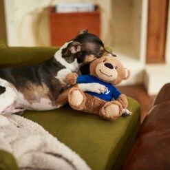 Frisco Chewy Bear Plush Squeaky Dog Toy -Dog Supply Store 164312 PT3. AC SS1800 V1600973456