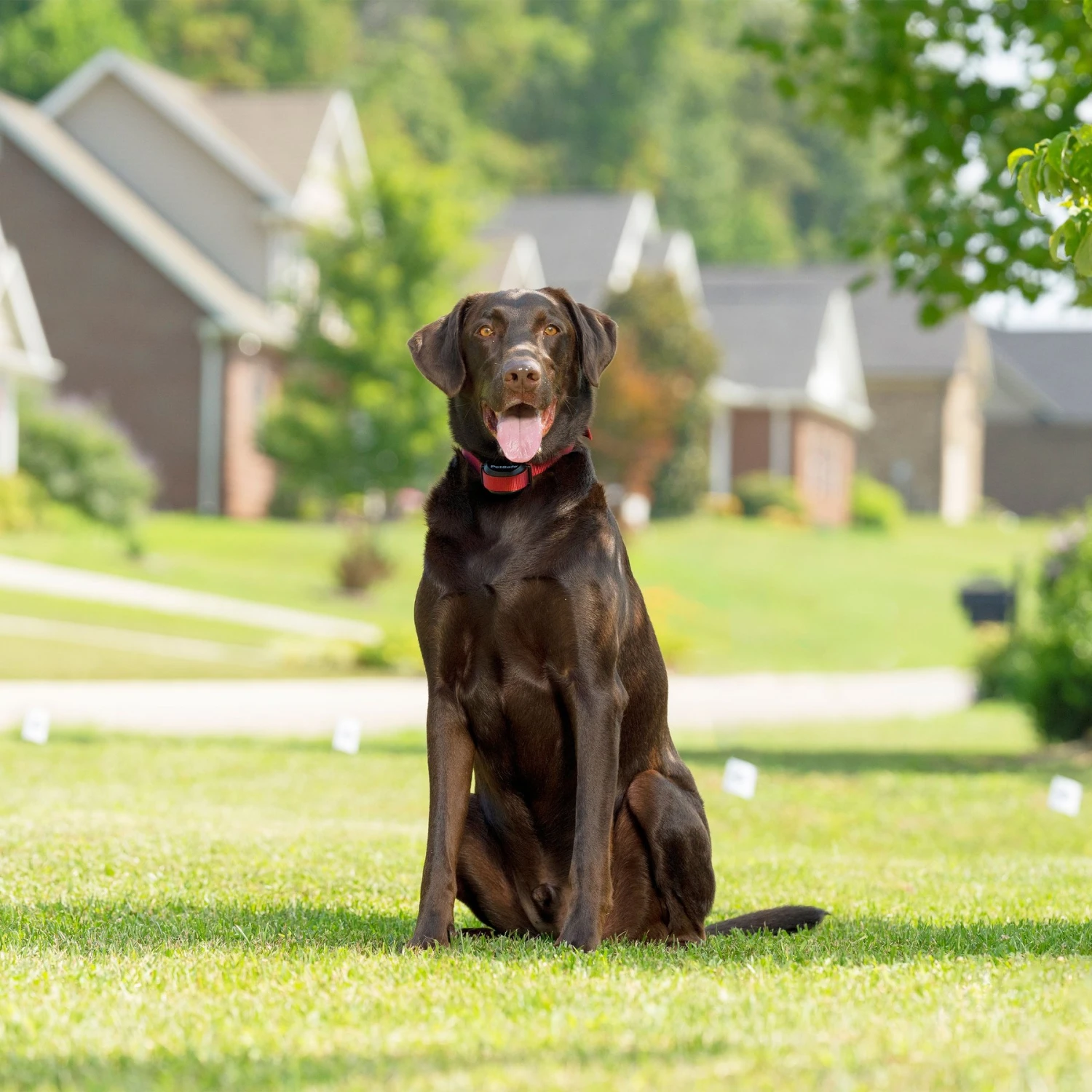 PetSafe Stay & Play Wireless Fence For Stubborn Dogs 8 PetSafe Stay & Play Wireless Fence For Stubborn Dogs - Image 8