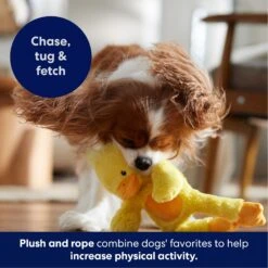 Frisco Duck Plush With Inside Rope Squeaky Dog Toy 10 Frisco Duck Plush With Inside Rope Squeaky Dog Toy -Dog Supply Store 174723 PT4. AC SS1800 V1695671059