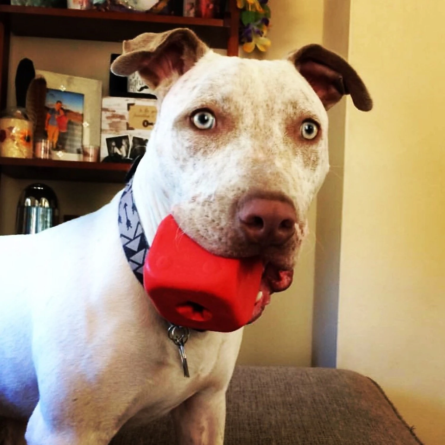 MuttsKickButt Roll Of The Dice Treat Dispensing Tough Dog Chew Toy 6 MuttsKickButt Roll Of The Dice Treat Dispensing Tough Dog Chew Toy - Image 6