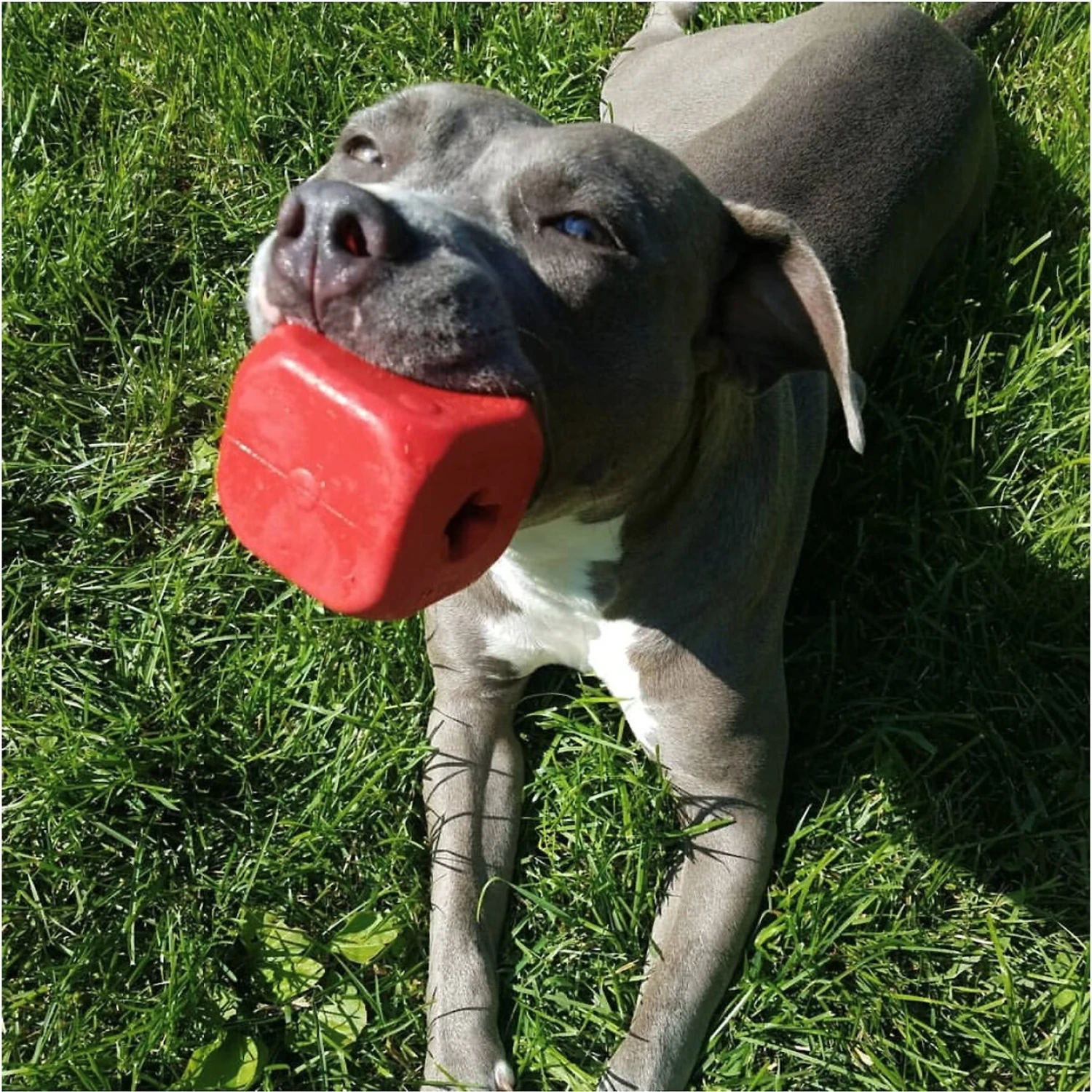 MuttsKickButt Roll Of The Dice Treat Dispensing Tough Dog Chew Toy 7 MuttsKickButt Roll Of The Dice Treat Dispensing Tough Dog Chew Toy - Image 7