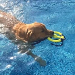 Nylabone Power Play Ring Thing Floatable Dog Toy 13 Nylabone Power Play Ring Thing Floatable Dog Toy -Dog Supply Store 195438 PT4. AC SS1800 V1685647230