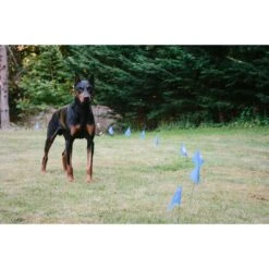 Educator By E-Collar Technologies Educator E-fence Underground Fence Dog Containment System & Boundary Kit -Dog Supply Store 210085 pt5. AC SS1800 V1573683497