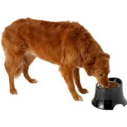 Frisco Stainless Steel Bowl With Elevated Stand 12 Frisco Stainless Steel Bowl With Elevated Stand -Dog Supply Store 216020 PT6. AC SS1800 V1605653241