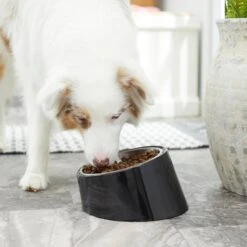 Frisco Stainless Steel Bowl With Elevated Stand 13 Frisco Stainless Steel Bowl With Elevated Stand -Dog Supply Store 216020 PT7. AC SS1800 V1605662208