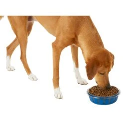 Frisco Chevron Design Glass Bowl With Silicone Sleeve -Dog Supply Store 216049 PT6. AC SS1800 V1605654757