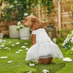 Frisco Formal Dog Wedding Dress -Dog Supply Store 248743 PT7. AC SS1800 V1614118361