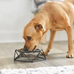 Frisco Elevated Stainless Steel Dog & Cat Bowl With Metal Stand 10 Frisco Elevated Stainless Steel Dog & Cat Bowl With Metal Stand -Dog Supply Store 253055 PT2. AC SS1800 V1616594231