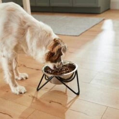 Frisco Triangle Iron Non-Skid Elevated Dog & Cat Bowl -Dog Supply Store 257155 PT5. AC SS1800 V1692987369
