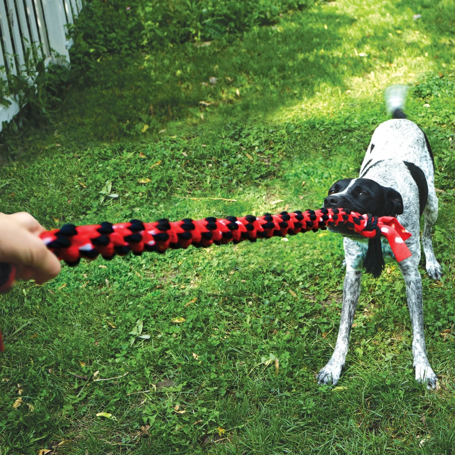 KONG Signature Dual Knot Tug Rope Dog Toy 3 KONG Signature Dual Knot Tug Rope Dog Toy - Image 3