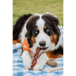 Nylabone Power Chew Alternative Braided Bully Stick Bully Dog Chew Toy 11 Nylabone Power Chew Alternative Braided Bully Stick Bully Dog Chew Toy -Dog Supply Store 263938 PT2. AC SS1800 V1658763985