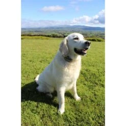 StayFence In-Ground Pet Containment System -Dog Supply Store 270616 PT3. AC SS1800 V1622564885