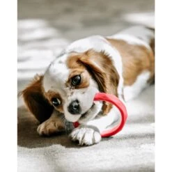 Sweet Paws Wearable Puppy Teether Dog Chew Toy -Dog Supply Store 271356 PT3. AC SS1800 V1621986472