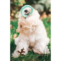 Sweet Paws Wearable Puppy Teether Stack Dog Chew Toy -Dog Supply Store 271361 PT3. AC SS1800 V1621437751