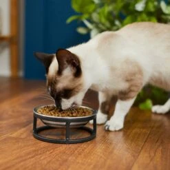 Frisco Elevated Stainless Steel Dish Cat Bowl, 1 Cup 10 Frisco Elevated Stainless Steel Dish Cat Bowl, 1 Cup -Dog Supply Store 277517 PT3. AC SS1800 V1630347977