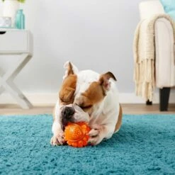 Frisco Fetch Squeaky TPR Ball Dog Toy & Bones & Chews Pig Ear Chews Dog Treats 8 Frisco Fetch Squeaky TPR Ball Dog Toy & Bones & Chews Pig Ear Chews Dog Treats -Dog Supply Store 297964 PT3. AC SS1800 V1623252759